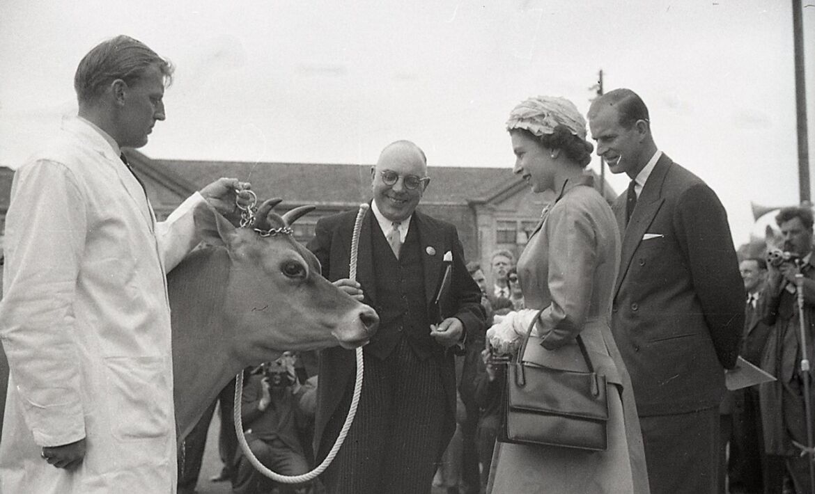 Queen Jersey cow 1957